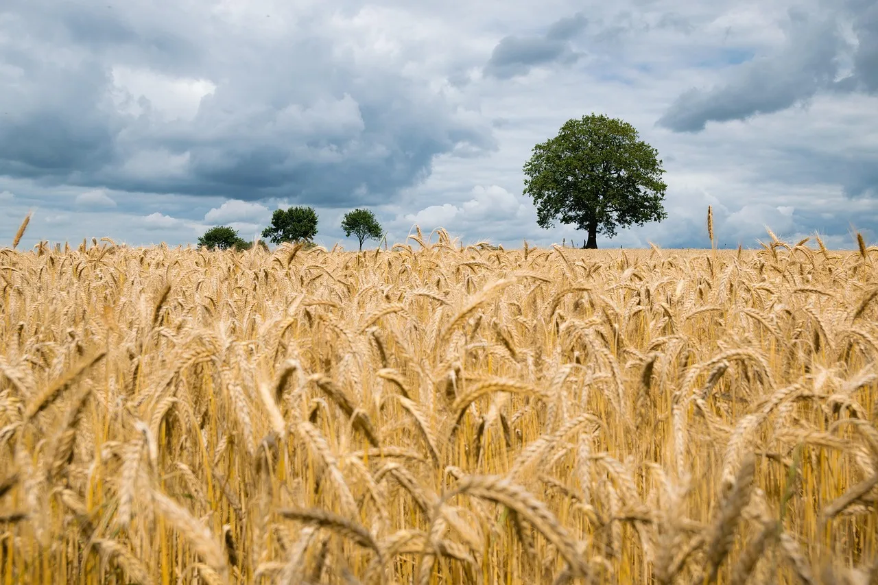 wheat, field, wheat field, barley, crops, wheat crops, arable land, agriculture, farm, farming, cultivation, nature, landscape, rural, countryside, wheat, wheat, wheat, wheat, wheat, wheat field, wheat field, agriculture. Calgary and Saskatoon pressing in dry prairie air, a working checklist