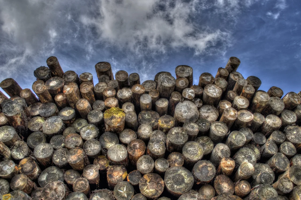 logs, wood, lumber, logging, bole, firewood, pieces of timber, woodpile, wooden, timber, forestry, deforestation, material, logs, lumber, lumber, logging, logging, firewood, timber, timber, deforestation, deforestation, deforestation, deforestation, deforestation. Sourcing bookboard and paper in Toronto, Montreal or Vancouver compared
